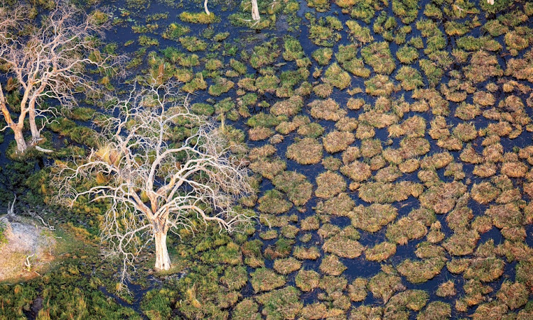 A bleached leadwood tree in the Okavango Delta, Botswana.