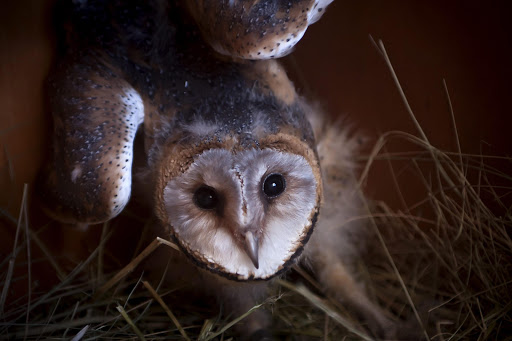 File photo of a barn owl.