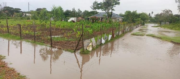 A maize farm that has been flooded in Karachuonyo in Homa Bay county