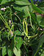 You can harvest bush beans about 40 - 60 days after planting.