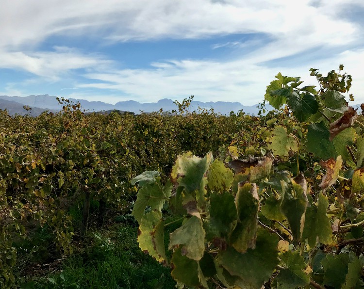 Unharvested grapes dry on the vines outside Rawsonville. The wine industry has suffered huge losses due to the ban on alcohol and exports during the Covid-19 lockdown.