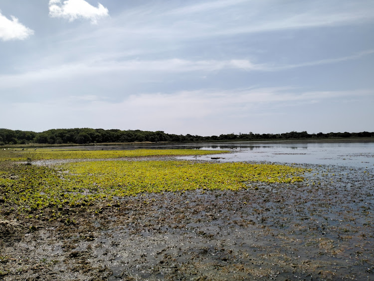 Water hyacinth engulfs parts of Lake Kenyatta in Mpeketoni, Lamu West