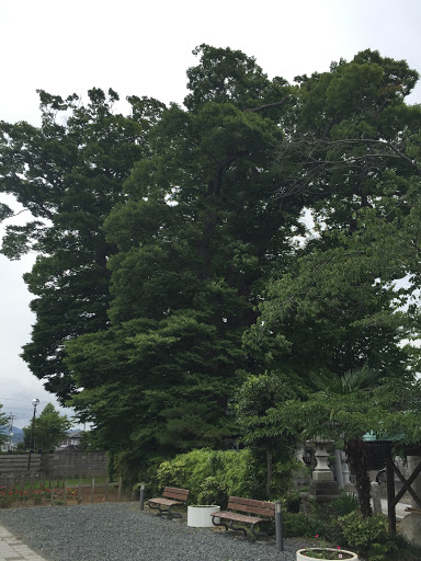 鹿島御子神社の大けやき
