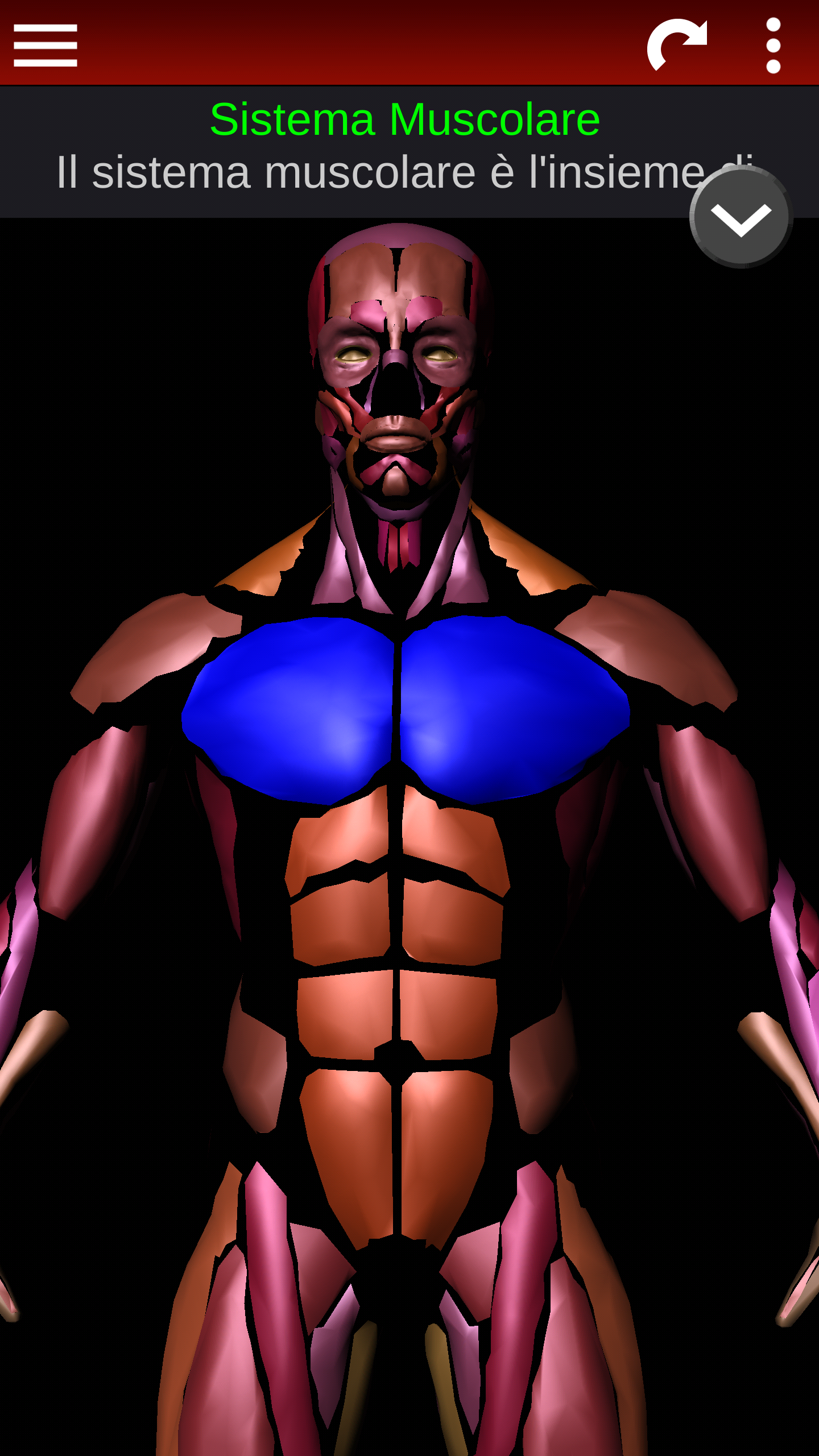 Android application Muscular System 3D (anatomy) screenshort