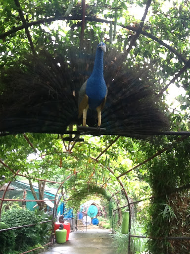 Peacock Arc