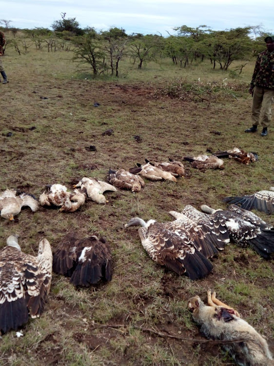 The vultures said to have been poisoned in Laikipia county.
