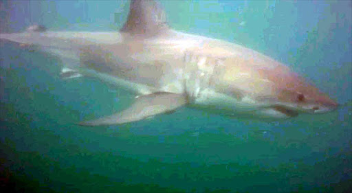 CLOSE ENCOUNTER: A screen grab from underwater footage of the over 4m-long great white that cruised below three kayakers fishing off Chintsa West Picture: DONOVAN SIMS