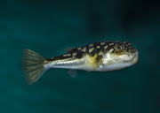 Scores of the small, but deadly evil eye puffer fish, pictured here by Geoff Spiby courtesy of the Two Oceans Aquarium, washed ashore in Muizenberg and Fish Hoek this week.