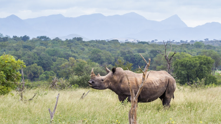 The Skukuza regional court has handed down hefty sentences to four rhino poachers who were arrested in the Kruger National Park in 2019. Stock photo.