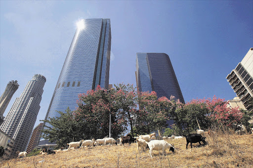 Boer goats in Los Angeles Picture: GALLO/GETTY
