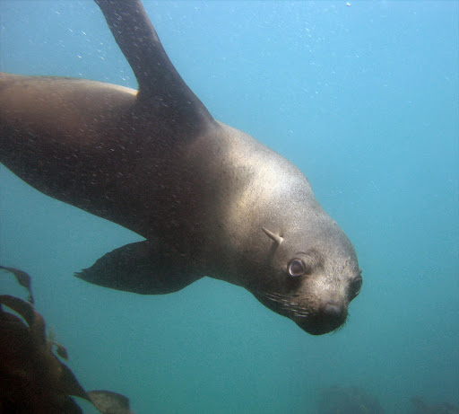 A Cape fur seal. File picture.