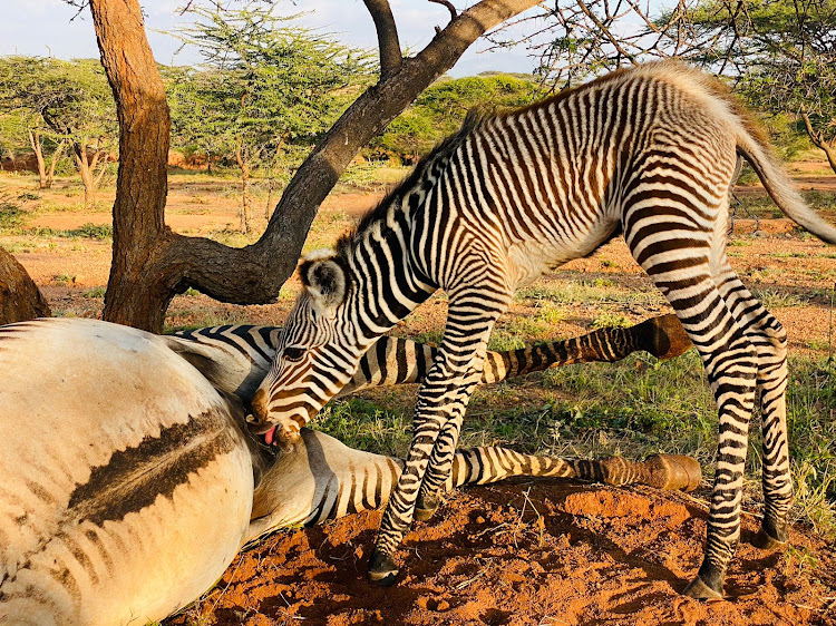 An infant Grevy's zebra foal in Lengardae, Samburu on January 23, 2023.