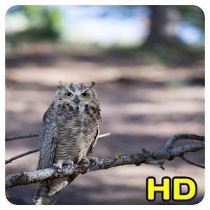 Download Owl Wallpaper For PC Windows and Mac