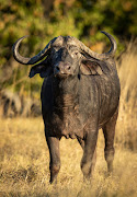 A KwaZulu-Natal man was killed by a buffalo during 'a hunt' in KwaZulu-Natal. File photo.