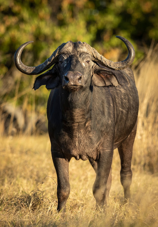 A KwaZulu-Natal man was killed by a buffalo during 'a hunt' in KwaZulu-Natal. File photo.