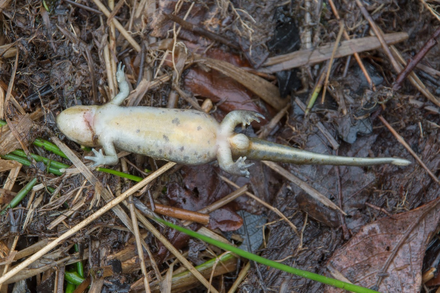 Photo 1 / 2 - Gillian_Pullinger: Photos of Dead Palmate Newts Spring Freeze (FFA), Mar 2018