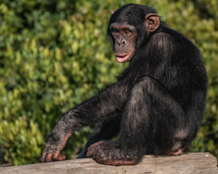 A chimpanzee at Ol Pejeta sanctuary.