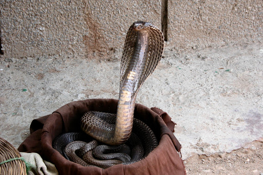 A cobra being used for 'snake charming' in India.