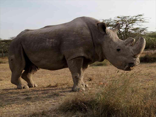 The last surviving male northern white rhino named 'Sudan' is seen at the Ol Pejeta Conservancy in Laikipia, Kenya June 18, 2017. REUTERS