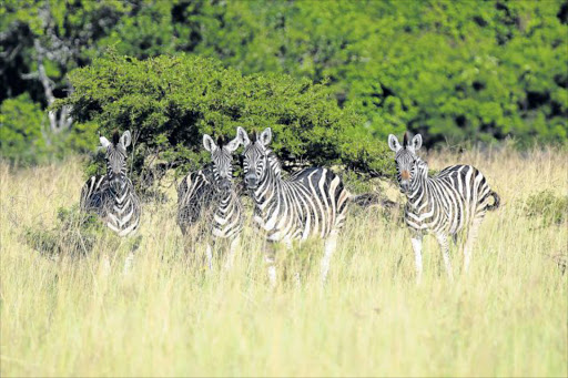 DANGER ZONE: A herd of zebras seen in the undergrowth are causing much concern in farming circles. Some of the last few zebras in the Amalinda game reserve are under threat as they are being hunted and skinned for cash Picture: MICHAEL PINYANA