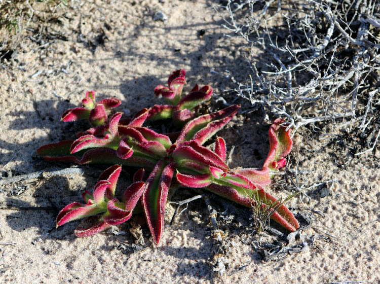 Ice plants (brakslaai) are prolific. Picture: NICK YELL