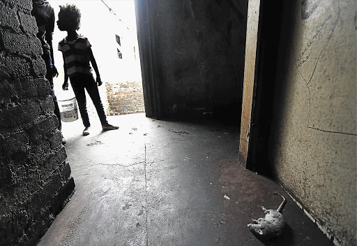 Dead rats are a common sight in infested buildings in inner-city Johannesburg.