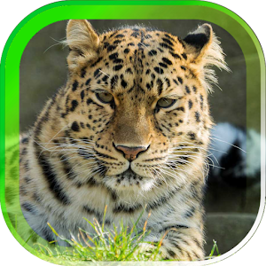 Download Leopard African live wallpaper For PC Windows and Mac