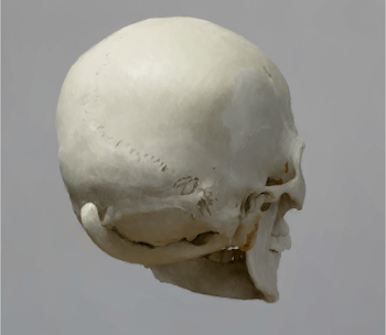 Skull 12