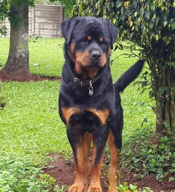 Rottweiler Frankie went missing from Hilton Gardens, near Pietermaritzburg, on April 12 2019.