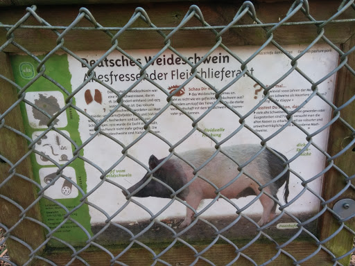 Wildschwein