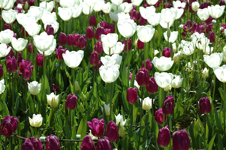 Tulips are commonly associated with deep love, perfect for the sign known for being flirty.