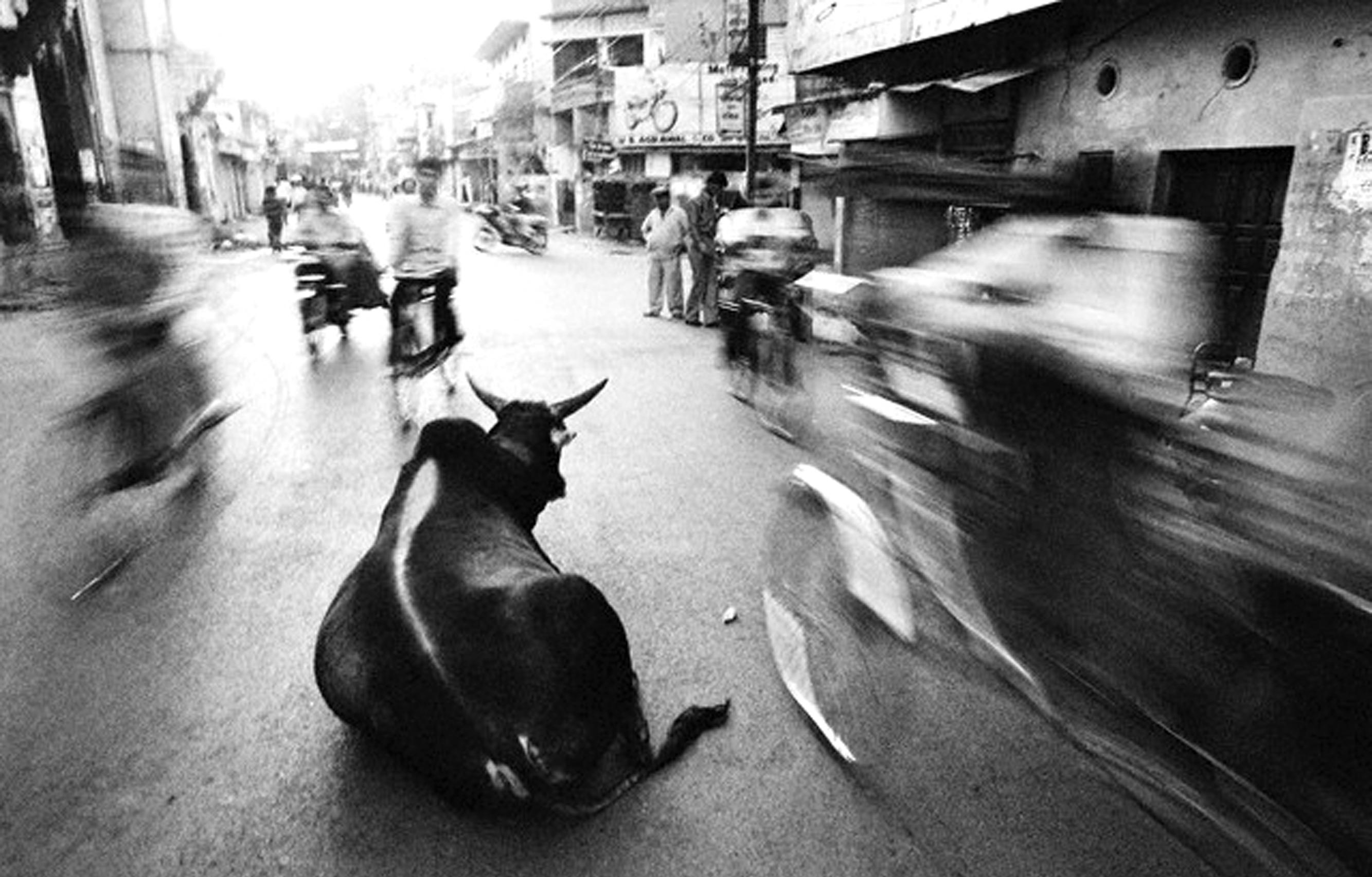 Why Karnataka’s cattle slaughter bill is simply ridiculous