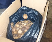 The police nabbed a man found in possession of over 13,000 abalone after he skipped a red traffic light.
