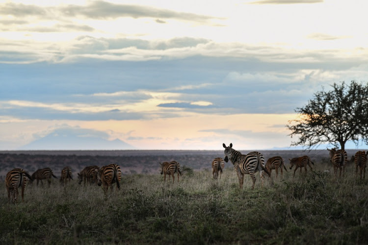 Zebras are seen in Taita Hills Wildlife Sanctuary, Taita Taveta County, Kenya, Oct. 27, 2023. (Xinhua/Han Xu)