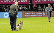 OH DEAR! Despite all the training that goes into preparing a dog for the biggest canine show of the year, Crufts, there are some things owners just can't control, such as toilet breaks