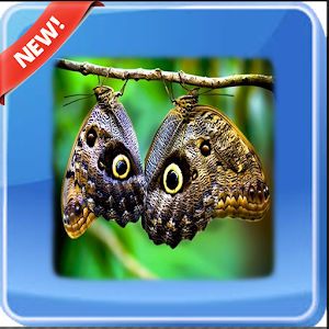 Download Insects Wallpapers For PC Windows and Mac