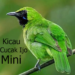 Kicau Cucak Ijo Mini.apk 1.0