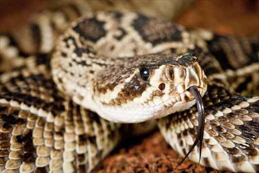 This is not a face you want to kiss - an eastern diamandback rattlesnake.