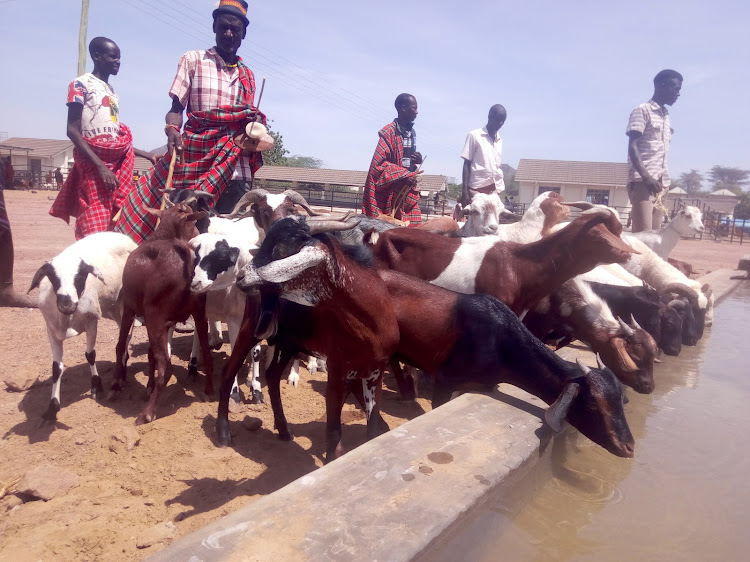 Turkana herders with their livestock at water pan at Lodwar market, Turkana Turkana