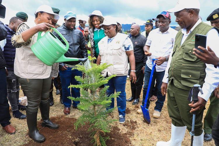 Machakos Governor Wavinya Ndeti waters a tree during the tree planting exercise at the county on May 10, 2024.