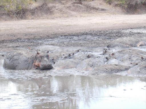 Hippos stuck in mud in a drying lake at Lamu county. /CHETI PRAXIDES