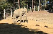 Veterinarians from the University of Pretoria have carried out intricate surgery to remove an elephant’s infected tusk at a zoo in former Soviet republic Georgia.