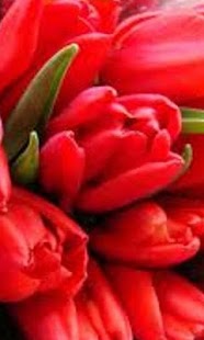 How to mod Tulip Jigsaw Puzzles lastet apk for laptop