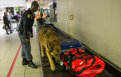A Sars Custom Control dog sniffed out two consignments of drugs worth more than R500 000 at OR Tambo International Airport
