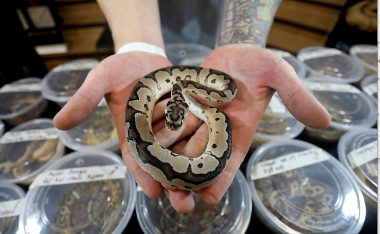 A reptile lover holding a snake in their hands to experience what it feels like.