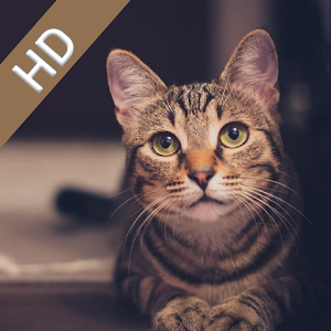 Download Cute Cat Wallpaper For PC Windows and Mac