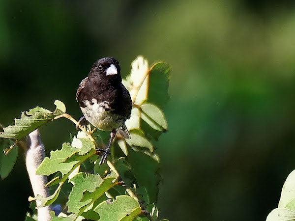 papa-capim-de-costas-cinza (Sporophila ardesiaca)