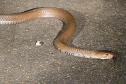 Mozambican spitting cobra. File photo.