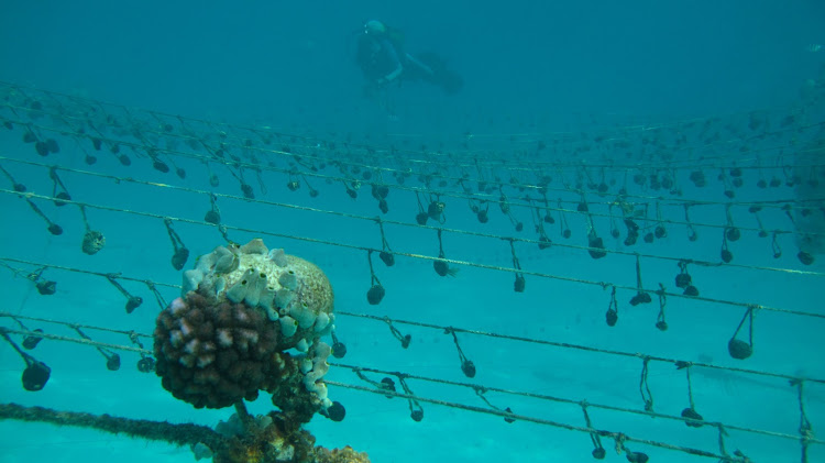 A scuba diver goes underwater to check up on the hanging sponge farm in Jambiani, Tanzania.