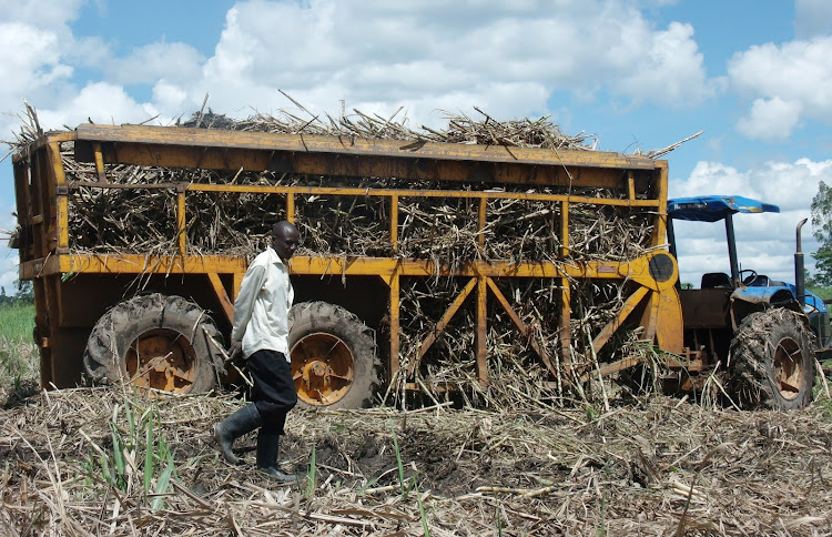 A farmer harvests sugarcane in Muhoroni, Kisumu county.